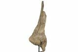 Impressive, Fossil Triceratops Jugal Bone - Montana #198927-7
